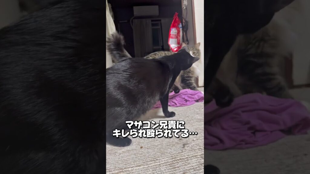 マザコン猫には気をつけろって話🐱#メインクーン #黒猫
