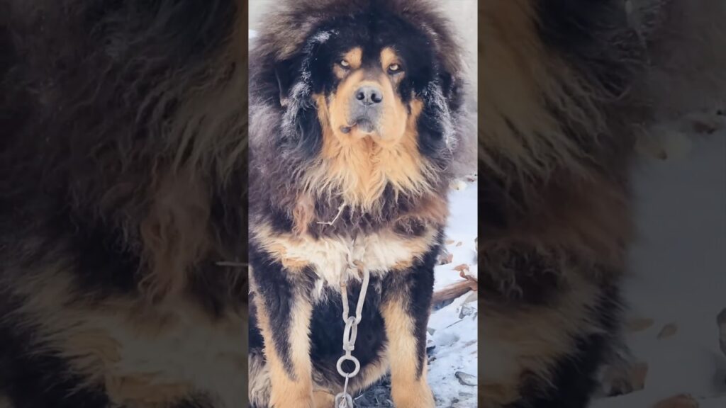 世界最大の犬種|🌎最も強力な犬| 世界最大の犬種|🌎最も強力な犬|