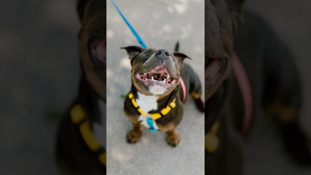 Found a Blind Puppy (who is SOO sweet) 😭 #dogphotography #streetportraits Found a Blind Puppy (who is SOO sweet) 😭 #dogphotography #streetportraits