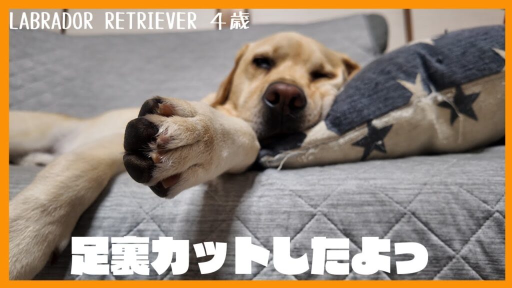 【ラブラドールレトリーバー】サロンなんて行かないよ!足裏カットは自宅でバリカン。大型犬の毎日のお手入れ 【ラブラドールレトリーバー】サロンなんて行かないよ!足裏カットは自宅でバリカン。大型犬の毎日のお手入れ