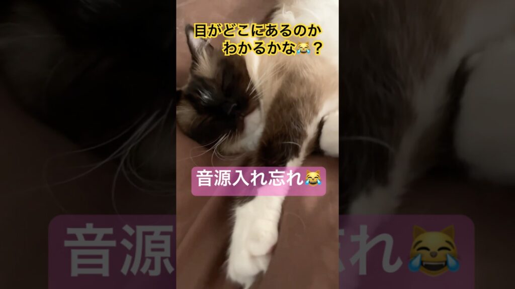 お顔が真っ黒な猫さんが可愛い #ragdolls #cats #cutecat #ラグドール #曲入れ忘れ #猫のいる暮らし #猫動画 #ショート
