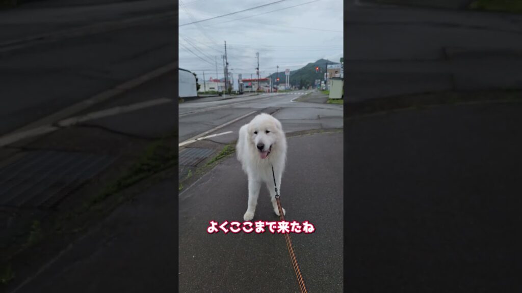 【レンまた脱走】2度目の脱走ルートを検証します #グレートピレニーズ #超大型犬 #レン #レンと遊ぼう #Shorts
