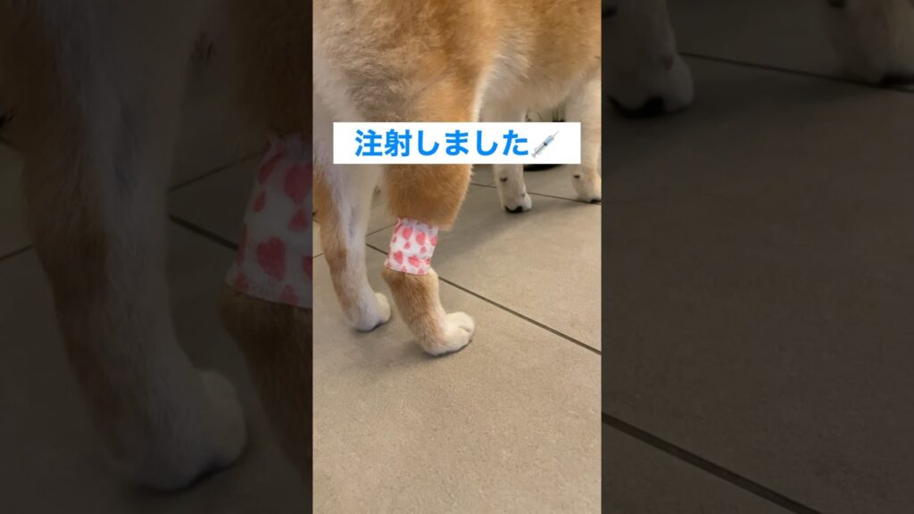注射を頑張った柴犬