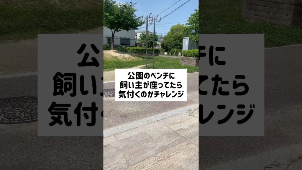 いないはずの飼い主がベンチに座っていたら気付くのかチャレンジ¦あいむゆめチャンネル いないはずの飼い主がベンチに座っていたら気付くのかチャレンジ¦あいむゆめチャンネル