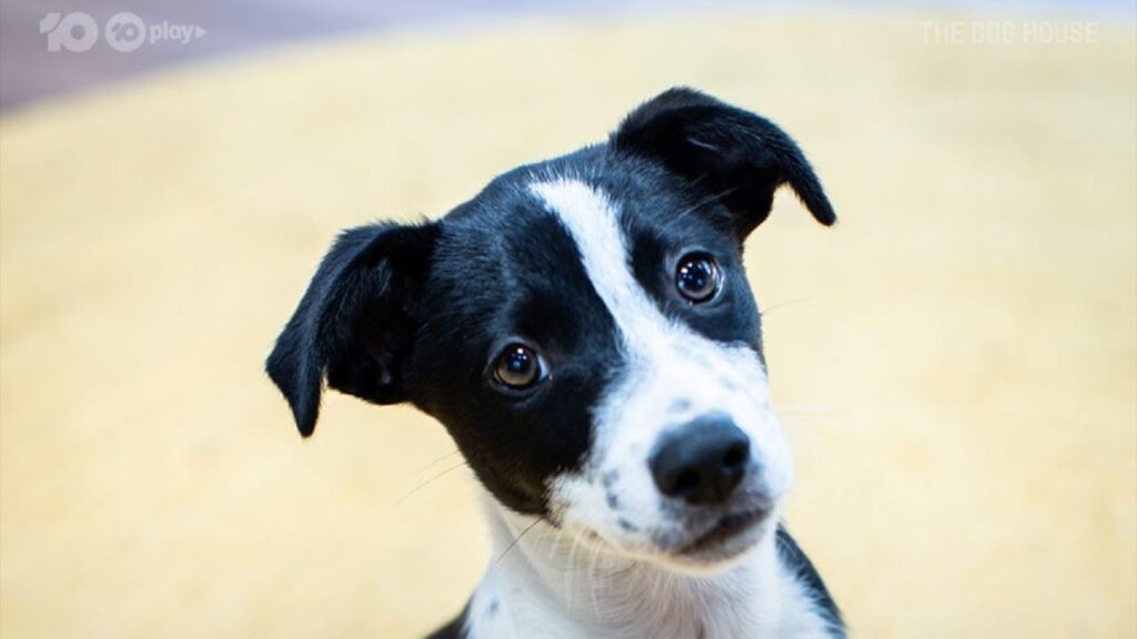 The Dog House Australia: Will Husky cross Elly be the right fit for the Bearsley-Young family? The Dog House Australia: Will Husky cross Elly be the right fit for the Bearsley-Young family?