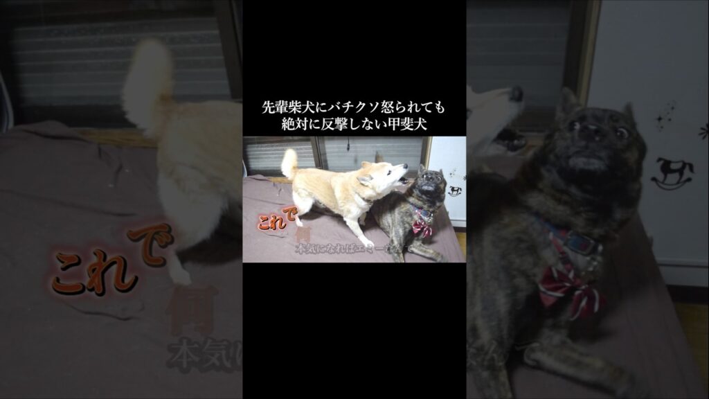 先輩柴犬にバチクソ怒られても反撃しない甲斐犬 #柴犬 #甲斐犬 #shibainu 先輩柴犬にバチクソ怒られても反撃しない甲斐犬 #柴犬 #甲斐犬 #shibainu