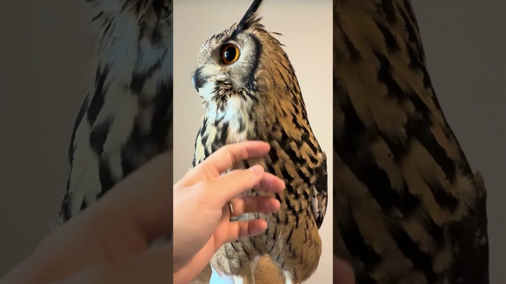 本日のふー Foo of the day 【ベンガルワシミミズク】 #owl #フクロウ #birds #animals #cute #wildlife #cat #pets