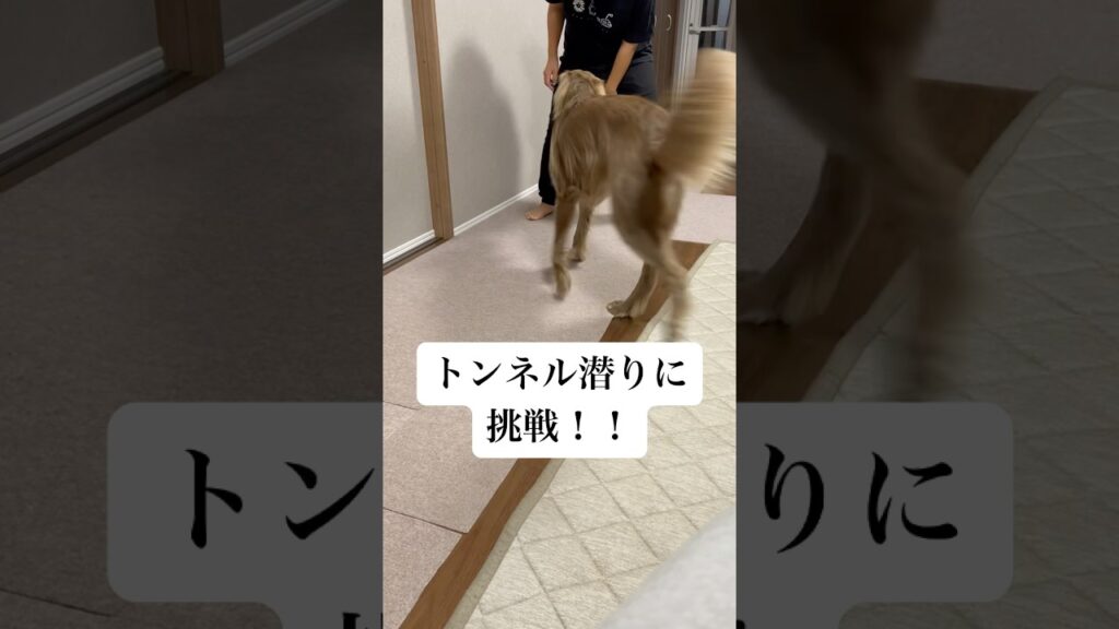 👩🏻🐶流トレーニングpart2 #大型犬 #犬のいる暮らし #ワイマラナー#ワイマラナーロングヘアード #dog#wiemaraner #shorts #ルルちゃんのルンルンちゃんねる