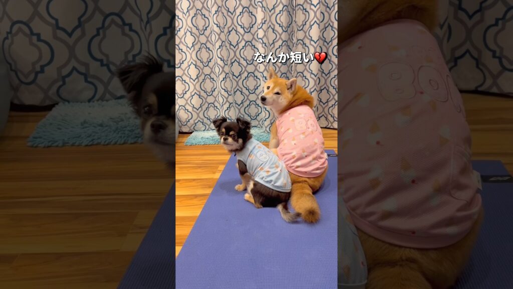 新しい服🐶🐶🎵#柴犬 #チワワ #shorts