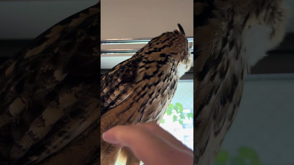 本日のふー Foo of the day 【ベンガルワシミミズク】 #owl #フクロウ #birds #animals #cute #wildlife #pets #nature