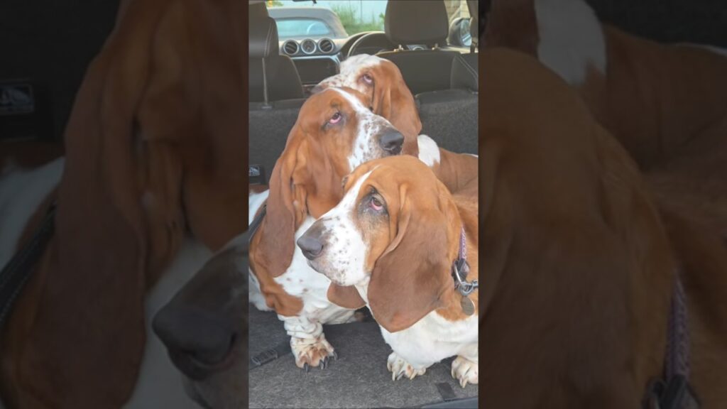 Three happy hounds ready to go for a walk #bassethound #basset  #cutedog