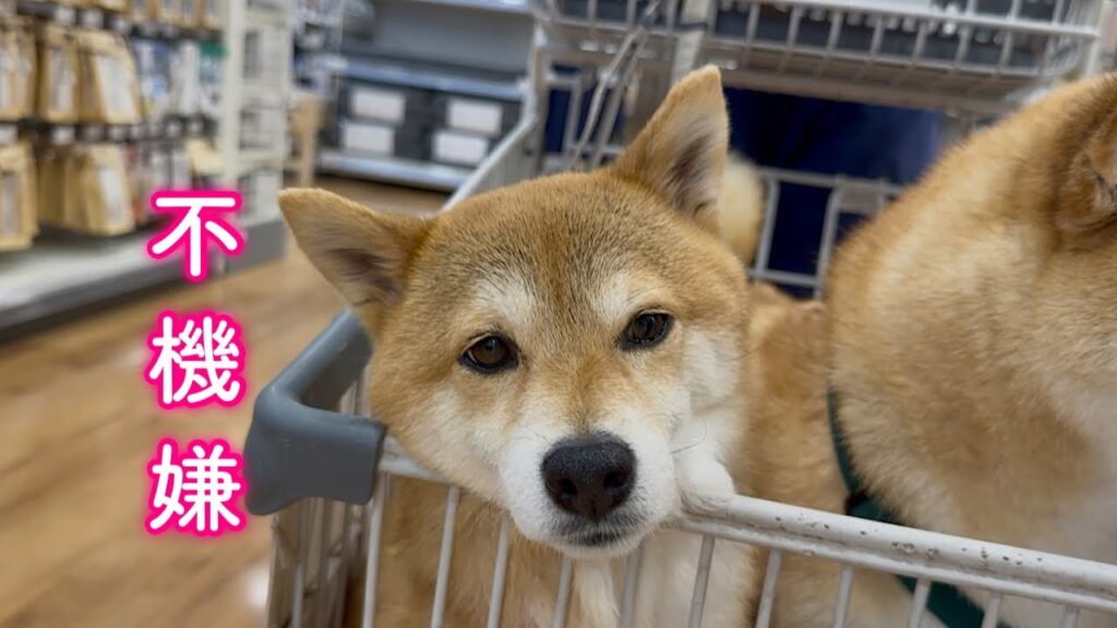 突然お出かけ中に不機嫌になり飼い主を困らせる柴犬が可愛い 突然お出かけ中に不機嫌になり飼い主を困らせる柴犬が可愛い
