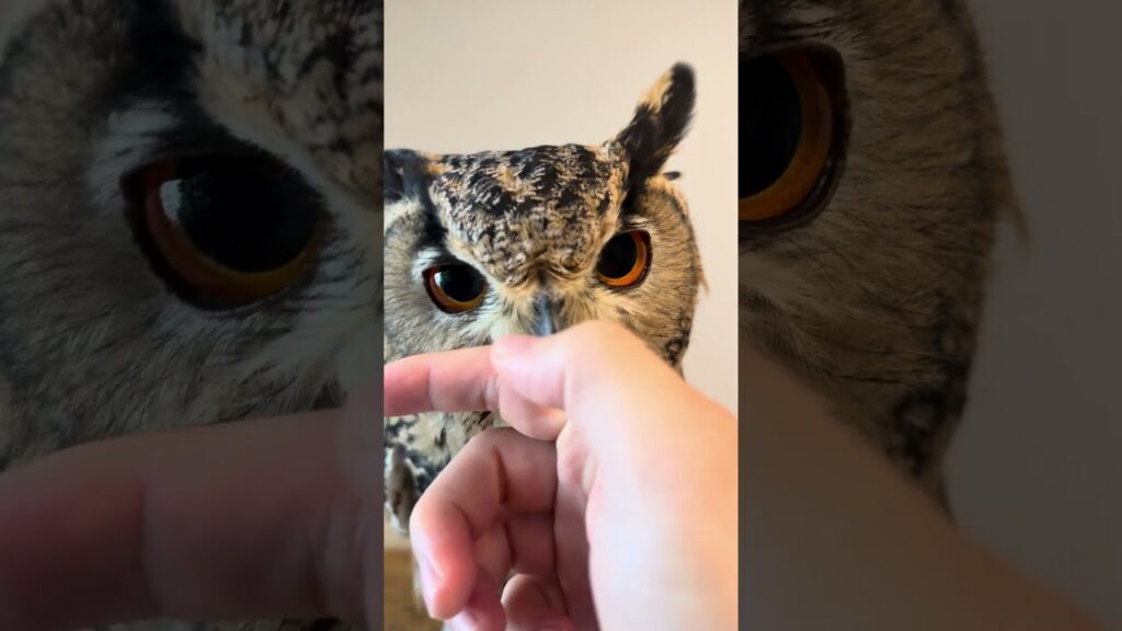 本日のふー Foo of the day 【ベンガルワシミミズク】 #owl #フクロウ #birds #animals #cute #wildlife #pets #cat #nature
