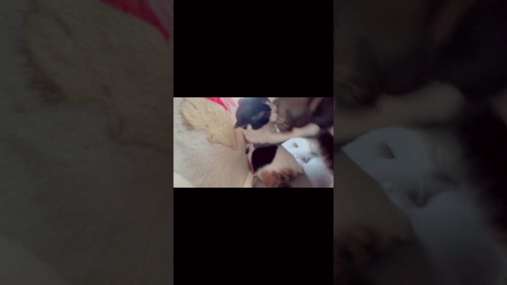 猫のガチバトル😭#メインクーン #三毛猫 #猫の喧嘩 #猫のいる暮らし #猫の日常 #ねこ動画 #猫 #strangecat #猫好き #crazycat