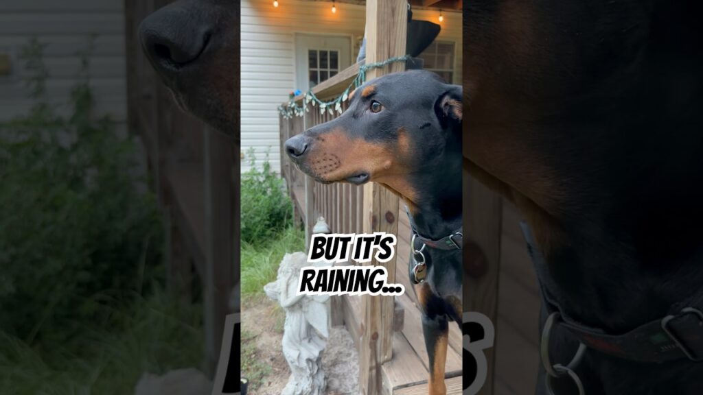 Doberman Greets Mom… But Not in the Rain! 😂🐾 | Sweet Homecoming Doberman Greets Mom... But Not in the Rain! 😂🐾 | Sweet Homecoming