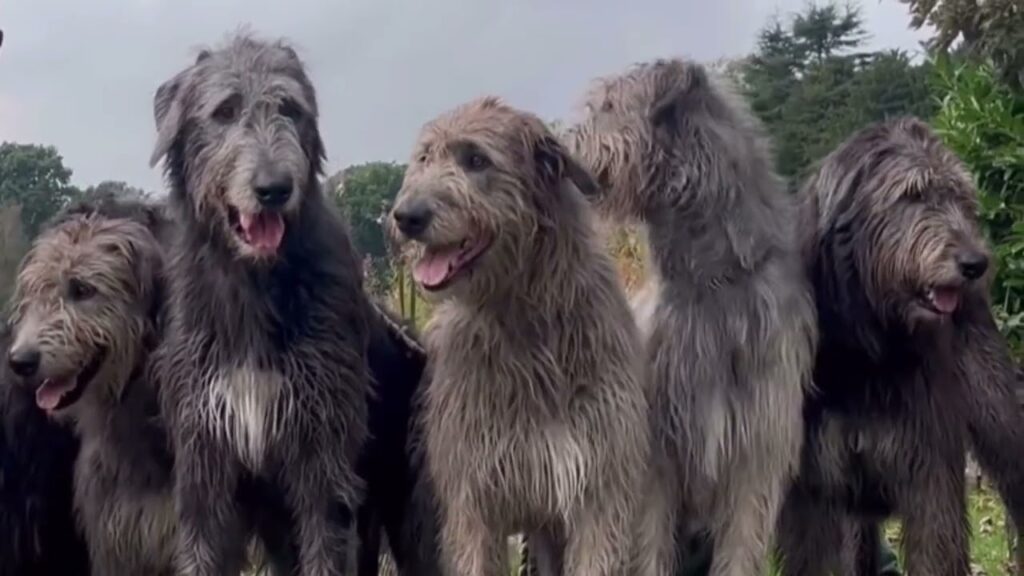 初めてアイリッシュ・ウルフハウンドを飼った時に犯した最悪の過ち 初めてアイリッシュ・ウルフハウンドを飼った時に犯した最悪の過ち
