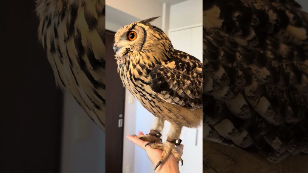本日のふー Foo of the day 【ベンガルワシミミズク】 #owl #フクロウ #birds #animals #cute #wildlife #pets #cat #funny