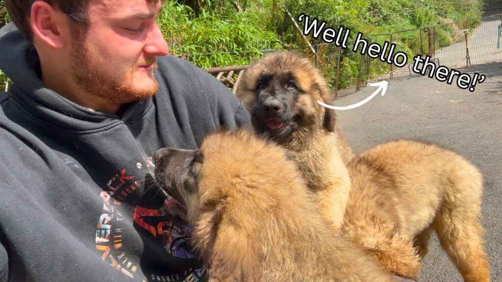These Puppies Grow Quick! These Puppies Grow Quick!