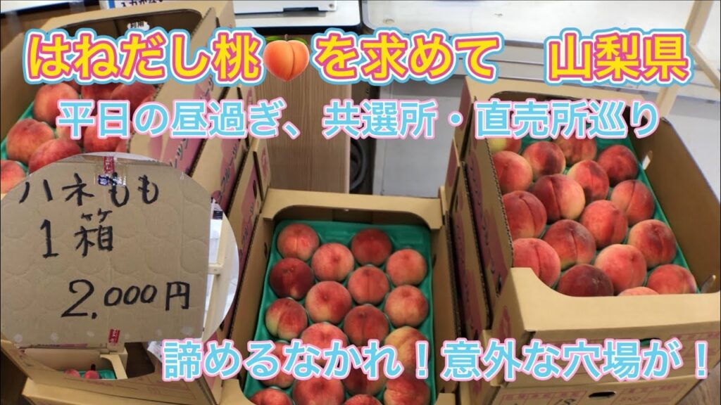 はねだし桃🍑を求めて山梨県④  平日の午後に共選所や直売所を巡る　午後からでもハネ桃をゲットできる意外な穴場　南アルプスしらな直売所が神だった！　大藤共選所　みかさ共選所　かのいわ共選所　道の駅なんぶ