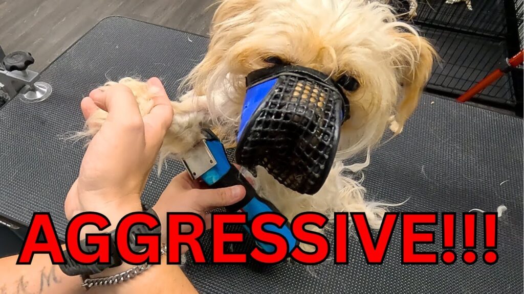 The MOST AGGRESSIVE Dog I’ve Groomed In 16 YEARS The MOST AGGRESSIVE Dog I've Groomed In 16 YEARS