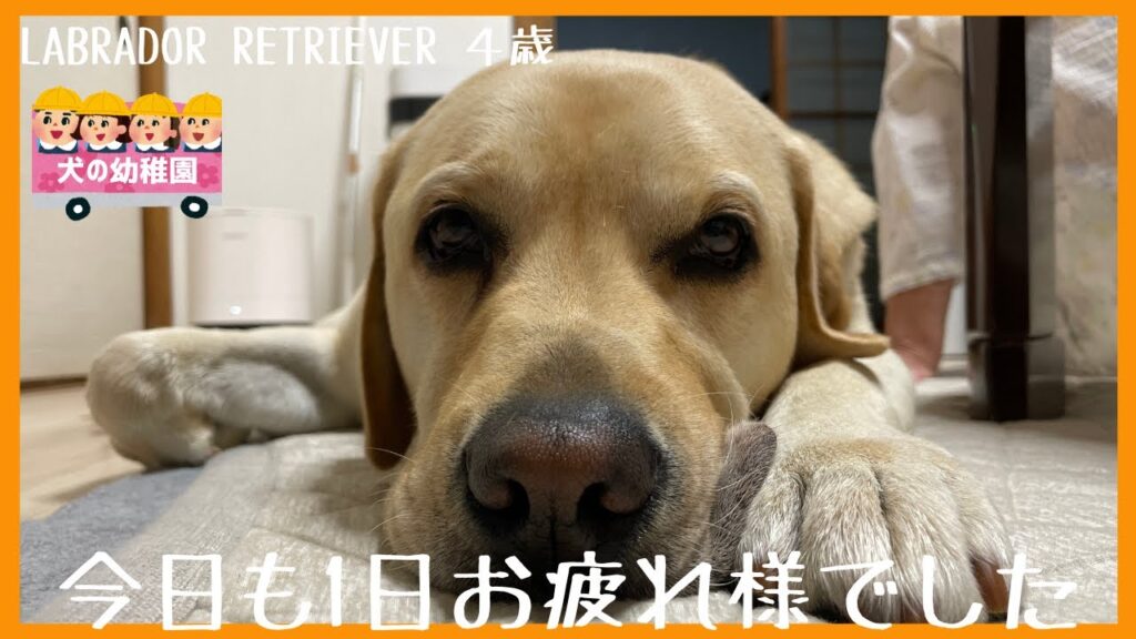 【ラブラドールレトリーバー】犬の幼稚園に通う4歳 今日も1日頑張った 【ラブラドールレトリーバー】犬の幼稚園に通う4歳 今日も1日頑張った