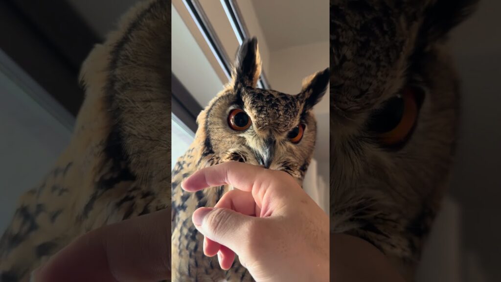 本日のふー Foo of the day 【ベンガルワシミミズク】 #owl #birds #animals #フクロウ #cute #wildlife #pets #nature #cat