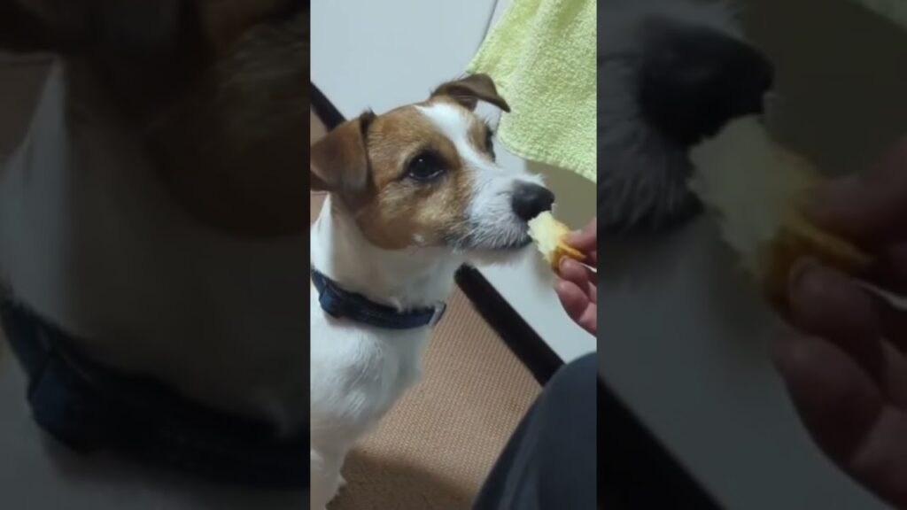 まつもち #ジャックラッセルテリア #田舎暮らし #犬のいる生活