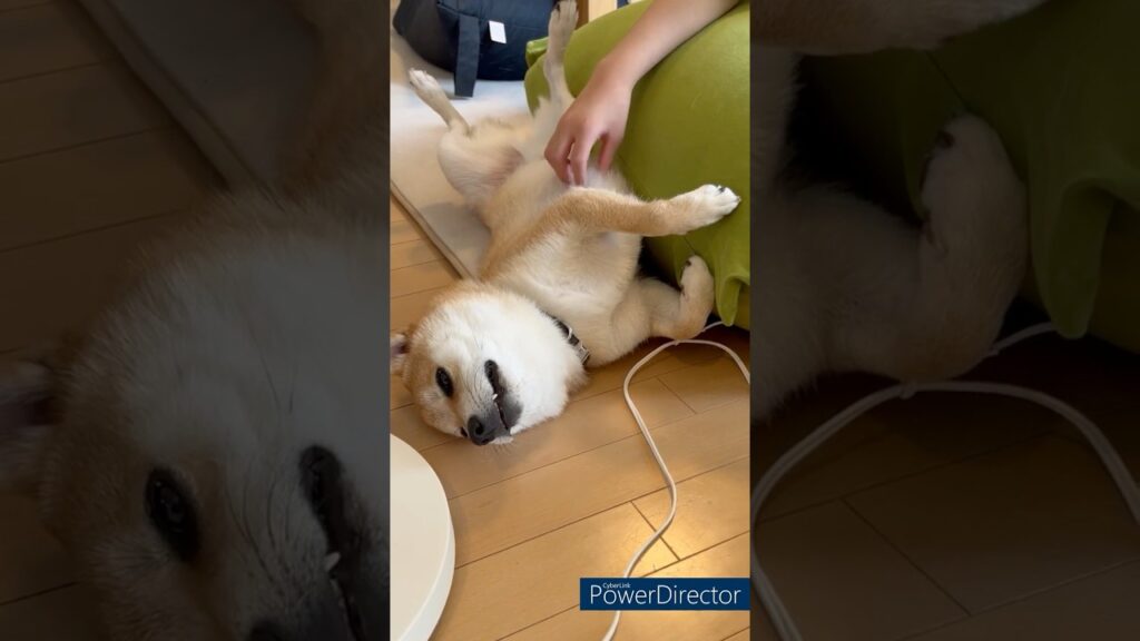 寝起き【柴犬だもの】豆柴アオと柴犬委員会  mameshiba AO & shiba inu committee #Shorts#柴犬 #豆柴#愛犬 #癒し#柴犬のいる生活