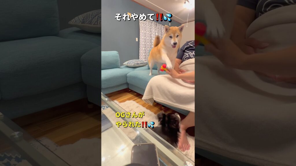 正義の味方🐶✨#柴犬 #チワワ #shorts