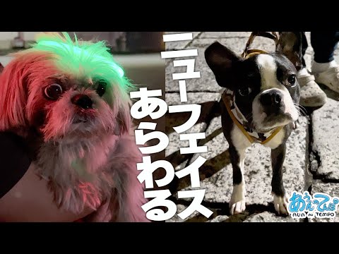 シーズー犬てんぽさん、ニューフェイスと出会う シーズー犬てんぽさん、ニューフェイスと出会う