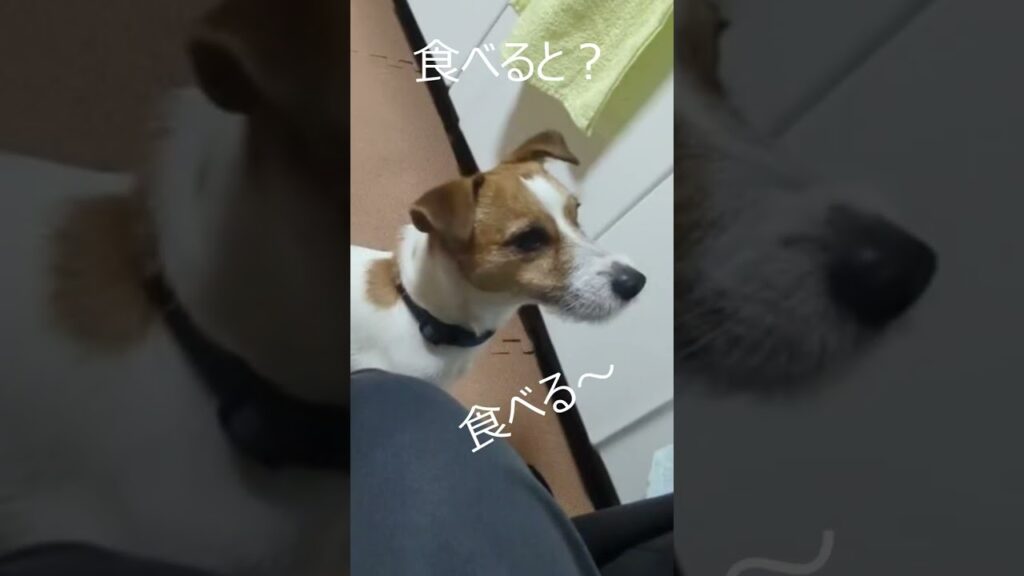 せかすもち #ジャックラッセルテリア #田舎暮らし #犬のいる生活
