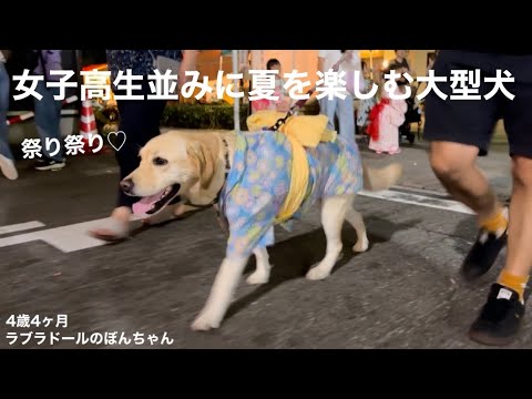 【ラブラドール#172】プールにお祭り、今年も女子高生並みに夏を楽しむ大型犬の1日★labrador retriever ラブラドールレトリバー 犬 可愛い 【ラブラドール#172】プールにお祭り、今年も女子高生並みに夏を楽しむ大型犬の1日★labrador retriever ラブラドールレトリバー 犬 可愛い