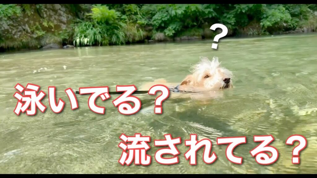 泳いでる?流されてる?レイクランドテリア 泳いでる?流されてる?レイクランドテリア