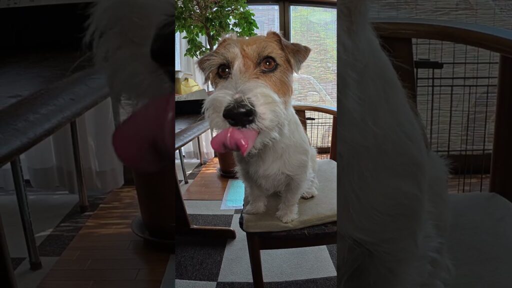 瞳キラリ☆食べる食べる #ジャックラッセルテリア  #jackrussellterrier #癒し