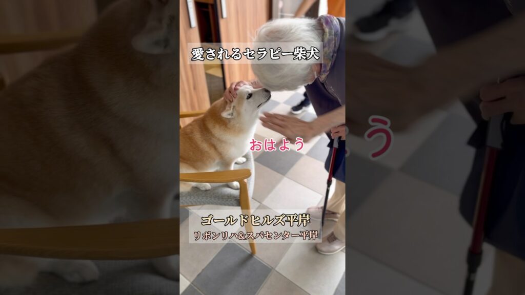 愛されているセラピー柴犬りぼんちゃん #shorts