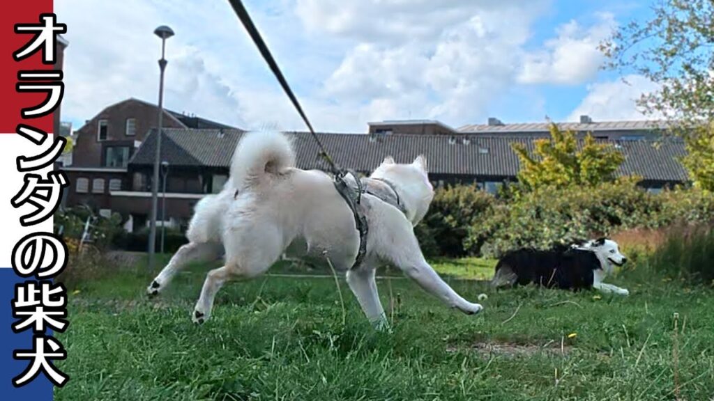 柴犬柿丸 微妙な距離感のオーストラリアンシェパードちゃんと柴犬【オランダ / 環境音 / 4K】Kaki-Maru the Shiba Inu 柴犬柿丸 微妙な距離感のオーストラリアンシェパードちゃんと柴犬【オランダ / 環境音 / 4K】Kaki-Maru the Shiba Inu