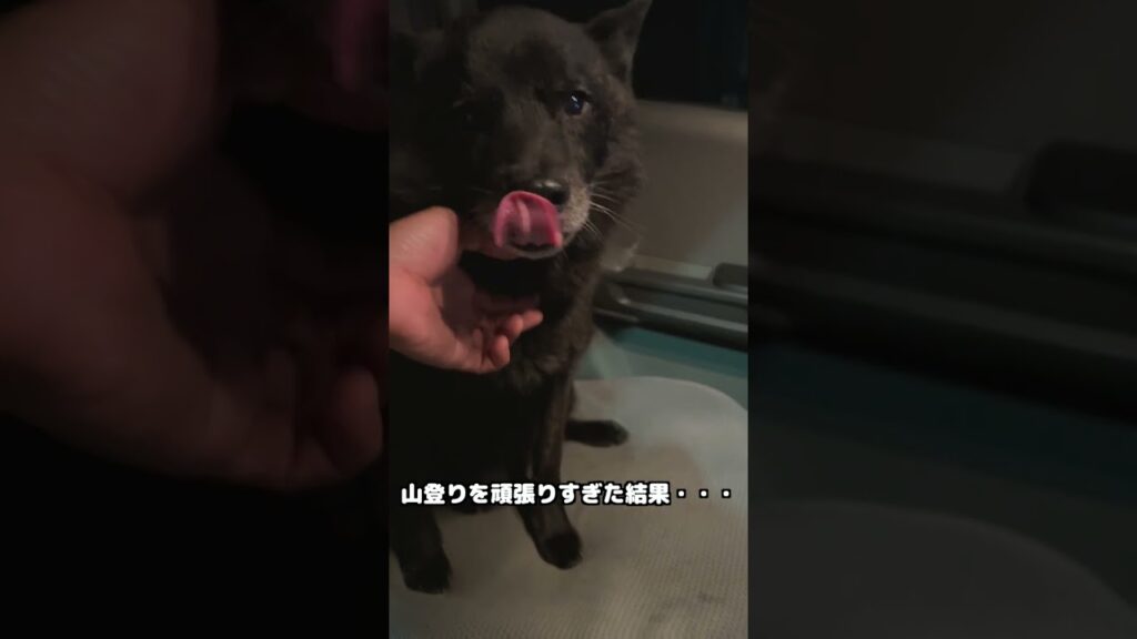 猛犬と言われてる甲斐犬が不機嫌になると・・・#日本犬 #甲斐犬 #山登り 猛犬と言われてる甲斐犬が不機嫌になると・・・#日本犬 #甲斐犬 #山登り