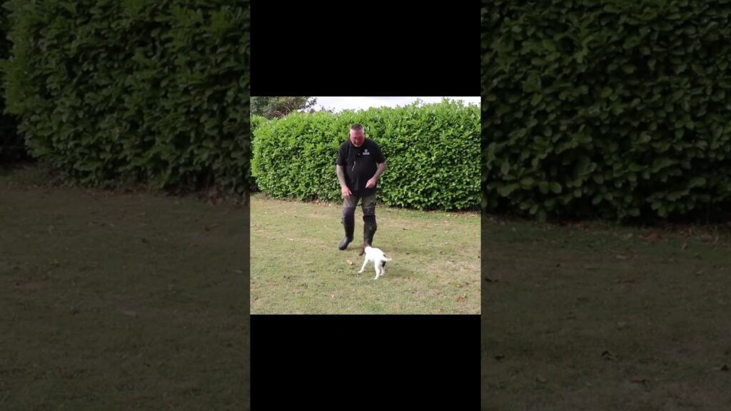社会化された子犬はこうあるべきです!