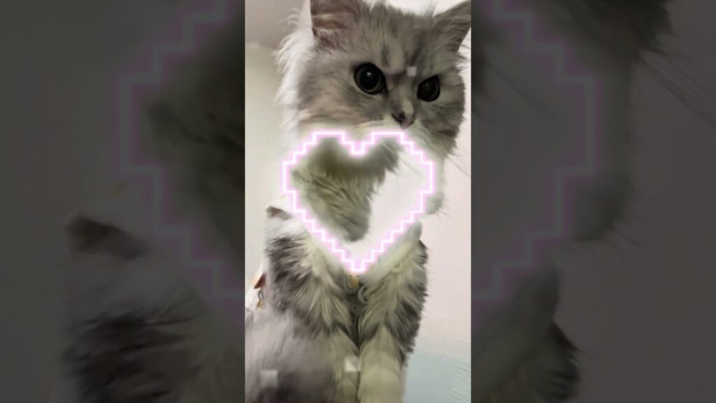 2歳になったつらら🎂✨️#猫#ペルシャ