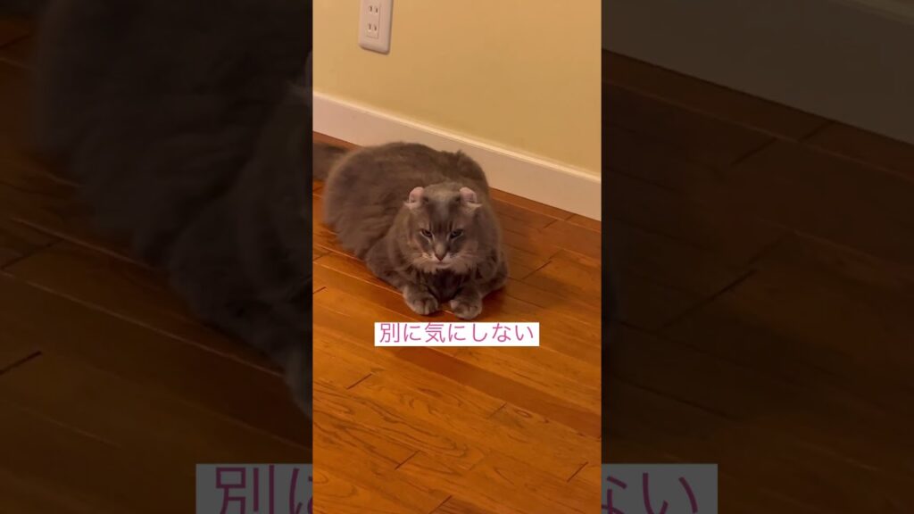 慣れたよ #アメリカンカール  #ねこ動画 #shortsvideos