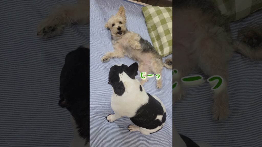 クールな弟と無邪気な兄 #フレンチブルドッグ #フレブル #ミックス犬 #多頭飼い #犬のいる暮らし #dog #shorts