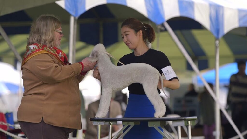 この犬はなぜ子羊のように見えるのでしょうか?