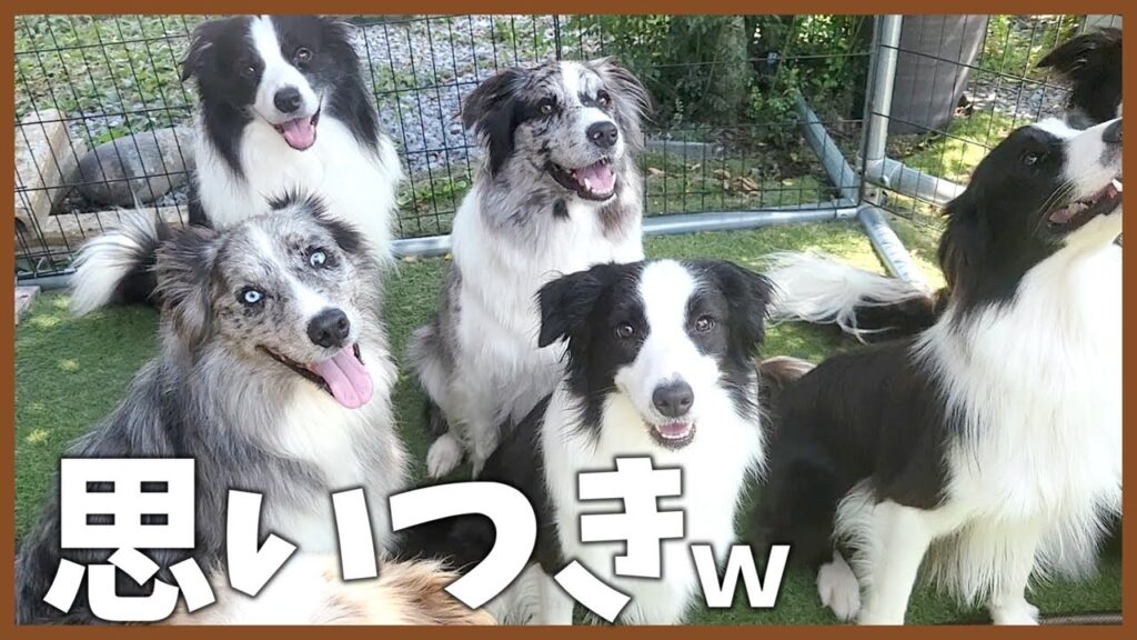 思いつきな我が家…😆【ボーダーコリー】 思いつきな我が家…😆【ボーダーコリー】
