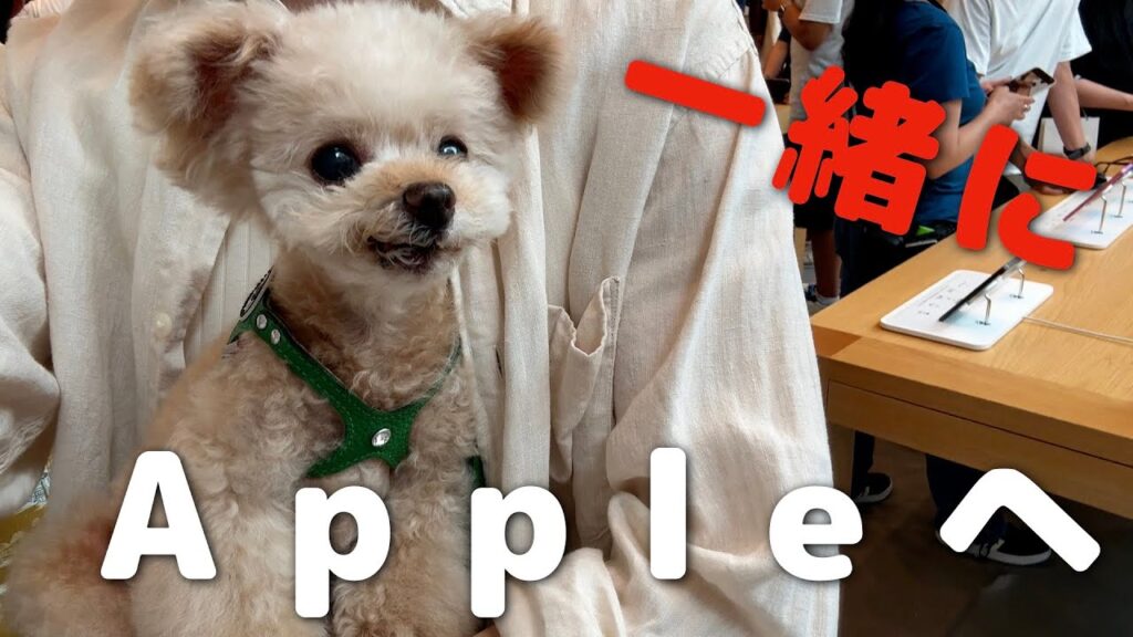 犬も店内OK!?一緒にiPhone17ProMax買いにいってきました!【トイプードル】 犬も店内OK!?一緒にiPhone17ProMax買いにいってきました!【トイプードル】