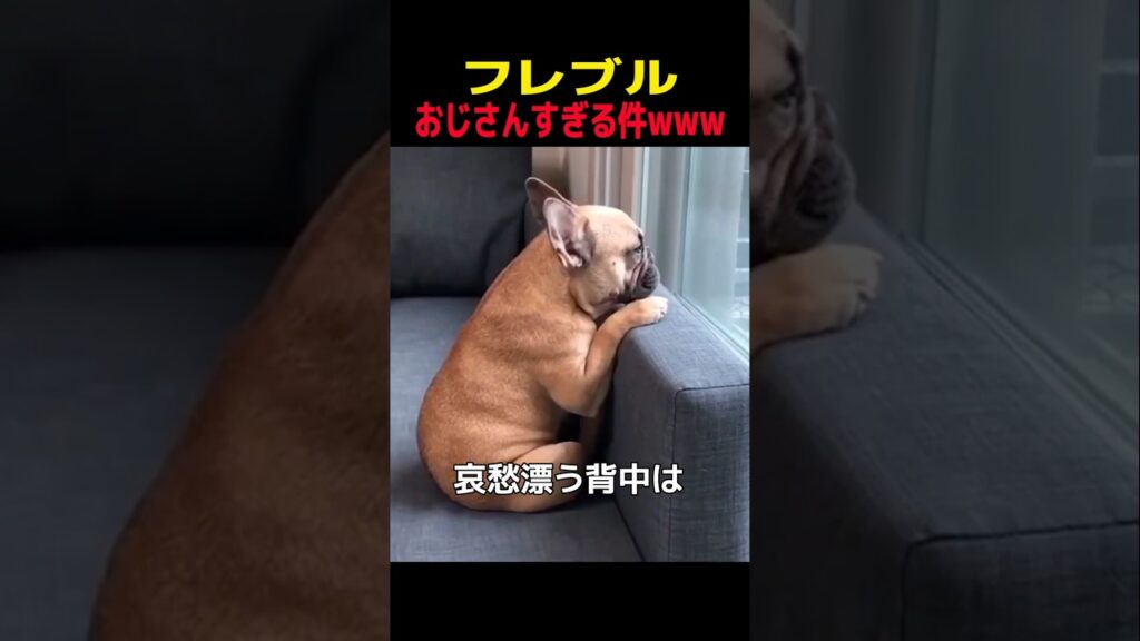 フレブル　おっさん過ぎる件www　#フレンチブルドッグ #笑える #癒し #フレンチブルドッグのいる生活 #犬のいる暮らし #犬好きさんと繋がりたい #元気になる動画