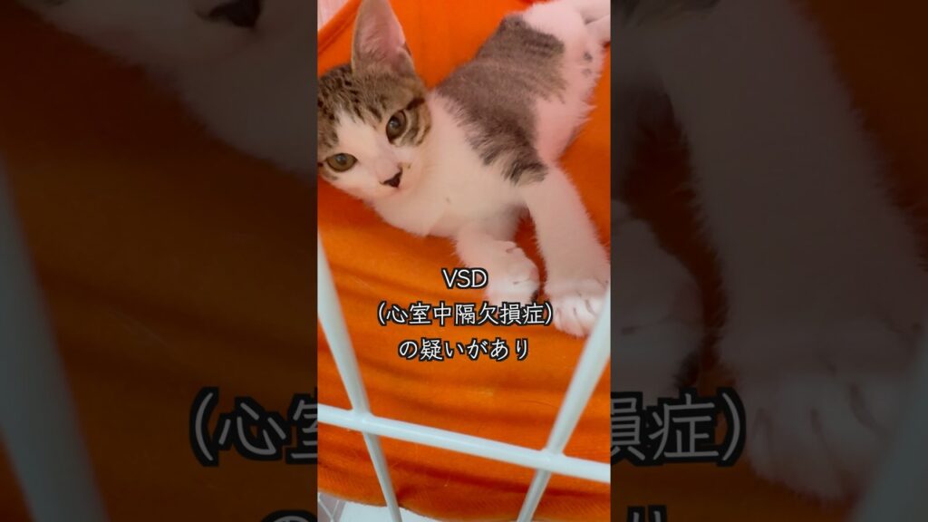 〇〇模様がチャームポイントの保護子猫(VSD 心室中隔欠損症)🐱 #shorts #子猫動画 #保護子猫 〇〇模様がチャームポイントの保護子猫(VSD 心室中隔欠損症)🐱 #shorts #子猫動画 #保護子猫