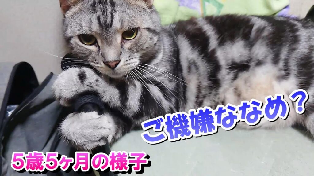 5歳5ヶ月の様子!ご機嫌ななめ?(アメリカンショートヘア) 5歳5ヶ月の様子!ご機嫌ななめ?(アメリカンショートヘア)