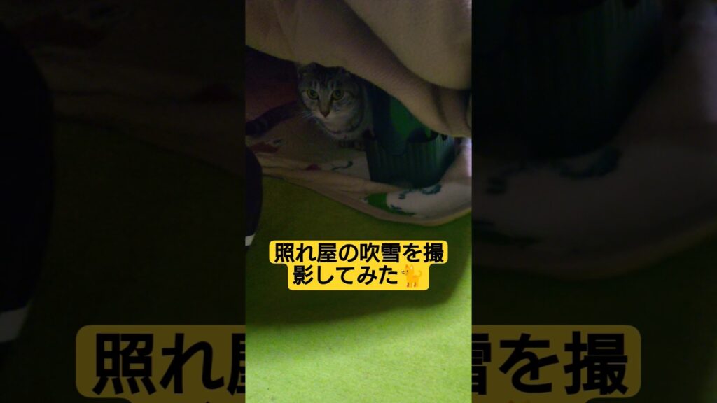 【深夜夜襲動画】照れ屋の吹雪を撮影してみた#cat #ねこ #猫のいる暮らし #いやしねこ #ツンデレ猫