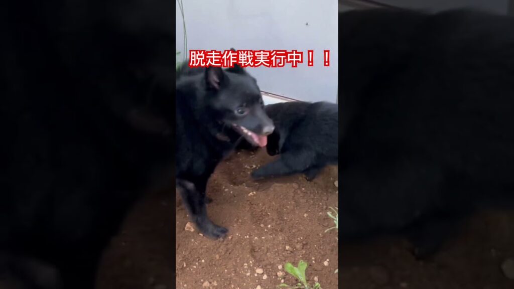犬が脱走！！　#スキッパーキ  #子犬　#脱走