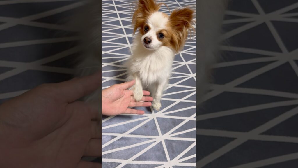 美味しそうに梨を食べる犬🍐 #shorts 美味しそうに梨を食べる犬🍐 #shorts